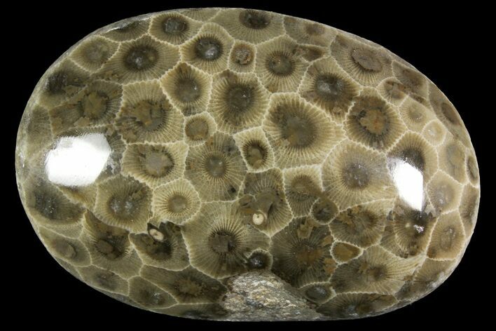 Polished Petoskey Stone (Fossil Coral) - Michigan #156109